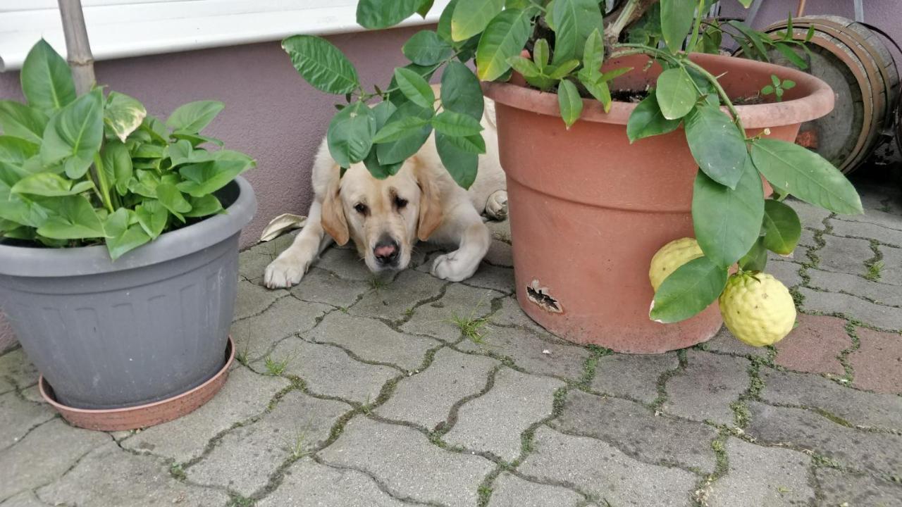 Novákporta vendégház Lakhegy Esterno foto